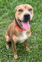 Shelter Stray Male Dog last seen TURKEY OAK DR, Crystal River, FL, 4030 S Airport Rd, Inverness, FL 34450, USA