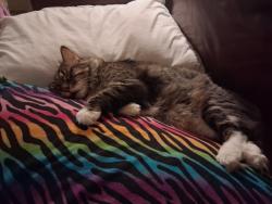 Reunited Male Cat last seen 1st Ave and Pasadena (Mesa Arts Center area), Mesa, AZ 85210