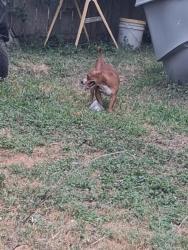 Reunited Male Dog last seen Hackberry and 4th st, McAllen, TX 78501