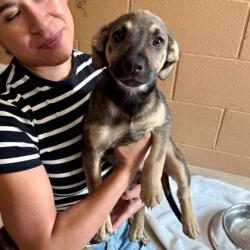 Shelter Stray Female Dog last seen , , CA, 1101 29th Ave, Oakland, CA 94601, USA