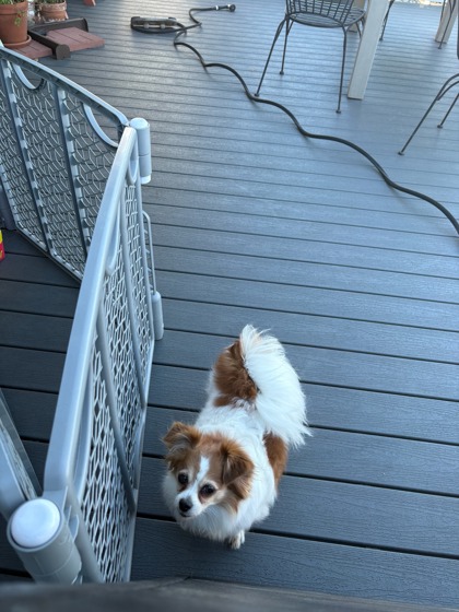 Shelter Stray Female Dog last seen Near 36th Ave S, Seattle, WA, 2061 15th Ave W, Seattle, WA 98119, USA