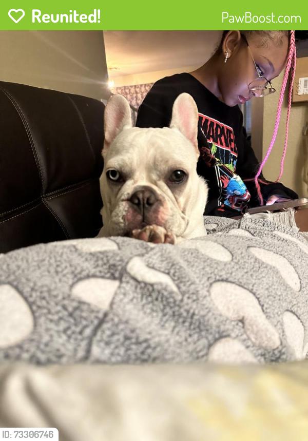 Reunited Female Dog last seen 91st Ave and Crown along, Tolleson, AZ 85353