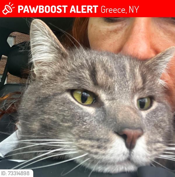 Lost Male Cat last seen frisbee hill rd, Greece, NY 14468