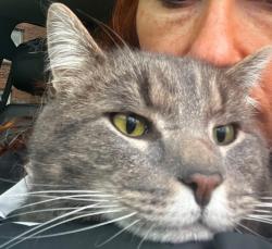 Lost Male Cat last seen frisbee hill rd, Greece, NY 14468