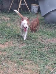Reunited Female Dog last seen 4th street and hackberry, McAllen, TX 78501