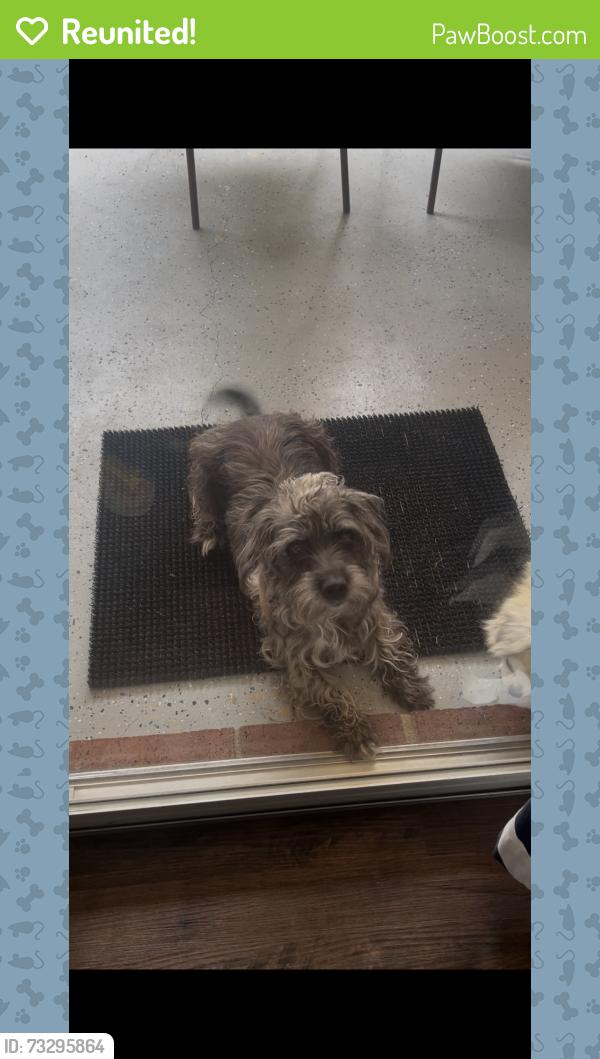 Reunited Female Dog last seen Aries Avenue killeen tx, Killeen, TX 76542