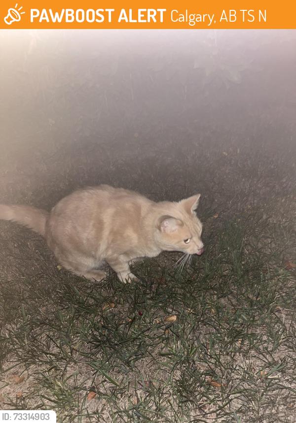 Found/Stray Unknown Cat last seen Glencoe club, Calgary, AB T2S 0N8