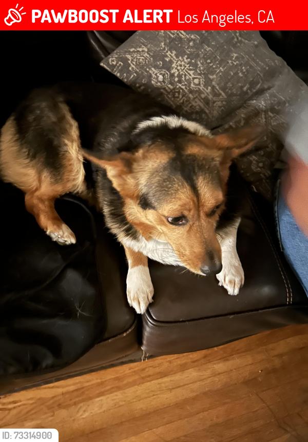 Lost Female Dog last seen Normandie and 62nd st., Los Angeles, CA 90044