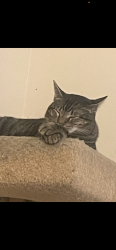 Lost Female Cat last seen Wood fern trail, Middle Valley, TN 37343