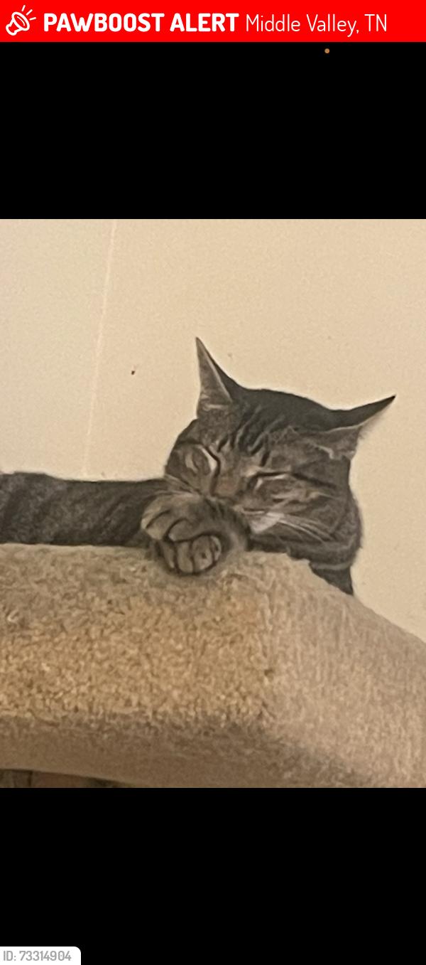 Lost Female Cat last seen Wood fern trail, Middle Valley, TN 37343