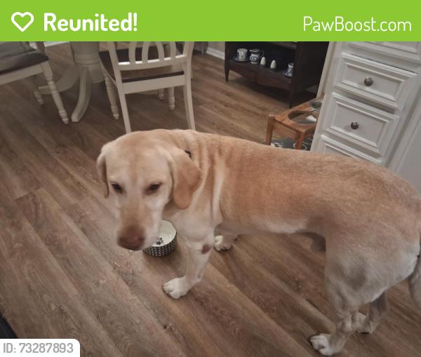 Reunited Male Dog last seen Corbin, Macon, GA 31204