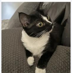 Reunited Female Cat last seen Queen Creek and Alma School, Chandler, AZ 85248