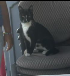 Lost Male Cat last seen Seville, Huntington Park, CA 90255
