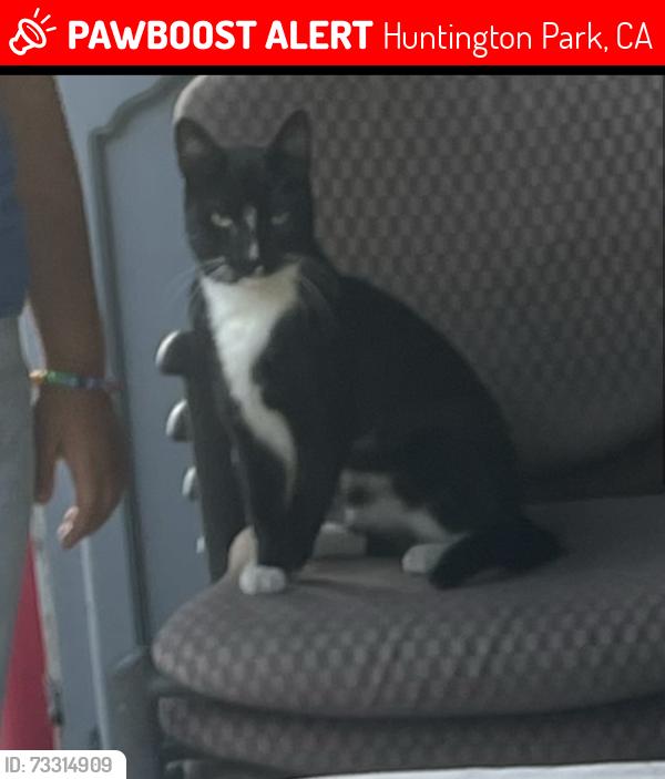 Lost Male Cat last seen Seville, Huntington Park, CA 90255