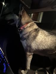 Found/Stray Unknown Dog last seen Chestnut Ave and 20th st, Long Beach, CA 90806