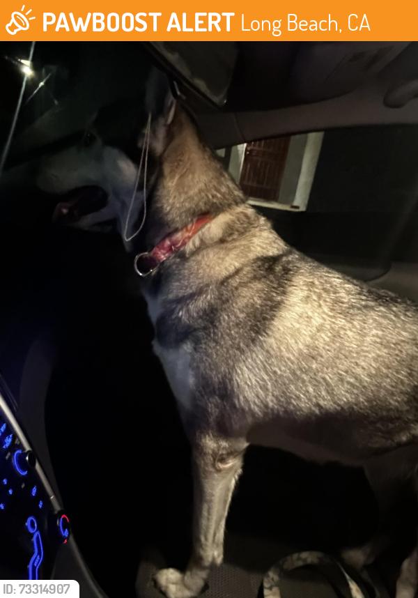 Found/Stray Unknown Dog last seen Chestnut Ave and 20th st, Long Beach, CA 90806
