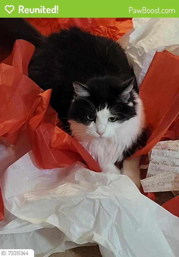 Reunited Female Cat last seen Bertram Dr. Mansfield, Mansfield, TX 76063