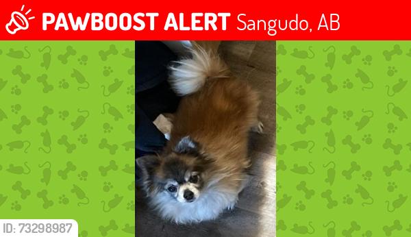Lost Male Dog last seen South Park Cemetary, Sangudo, AB T0E 2A0