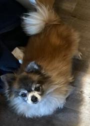Lost Male Dog last seen South Park Cemetary, Sangudo, AB T0E 2A0