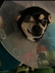 Reunited Female Dog last seen Library bar in kalamazoo, Kalamazoo, MI 49006