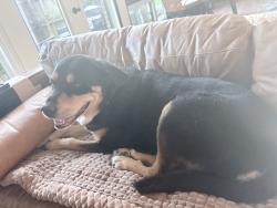Reunited Female Dog last seen Buena vista and azela, Tyler, TX 75701