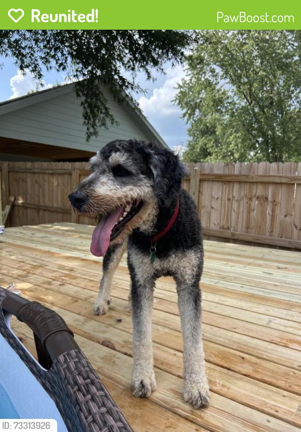 Reunited Male Dog last seen Near Amy Drive Springdale AR, Springdale, AR 72762