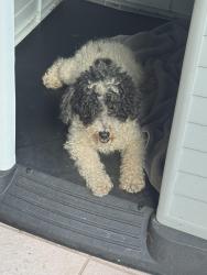 Lost Male Dog last seen Near SW 111th st, Miami, FL 33186