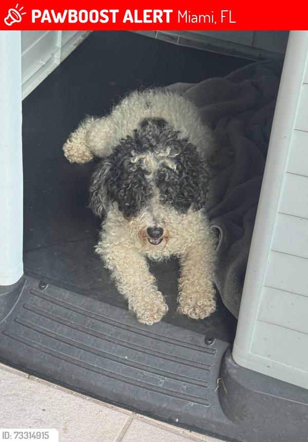 Lost Male Dog last seen Near SW 111th st, Miami, FL 33186