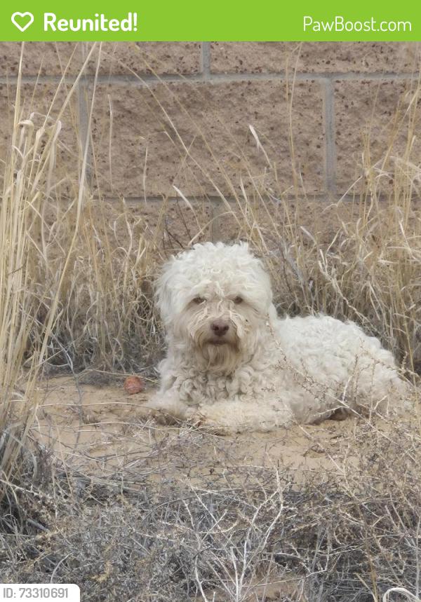 Reunited Female Dog last seen Kayenta Street and McMahon Boulevard, Albuquerque, NM 87114