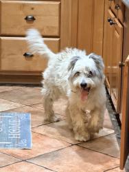 Found/Stray Male Dog last seen 37th and Falcon 90807, Long Beach, CA 90807