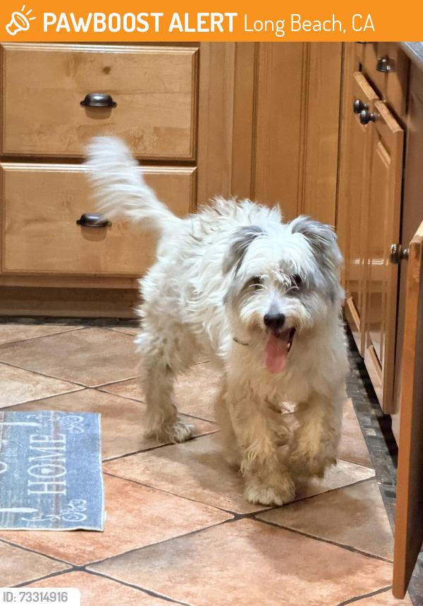 Found/Stray Male Dog last seen 37th and Falcon 90807, Long Beach, CA 90807