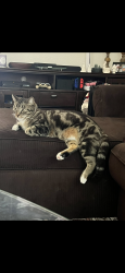 Lost Female Cat last seen 7th street and Union hills, Phoenix, AZ 85024