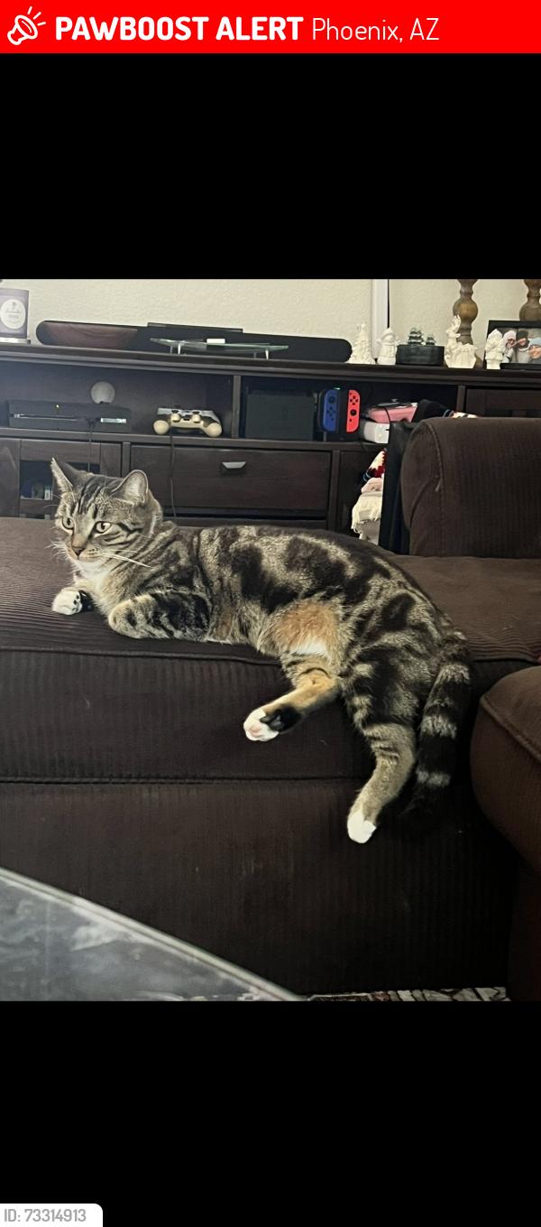 Lost Female Cat last seen 7th street and Union hills, Phoenix, AZ 85024
