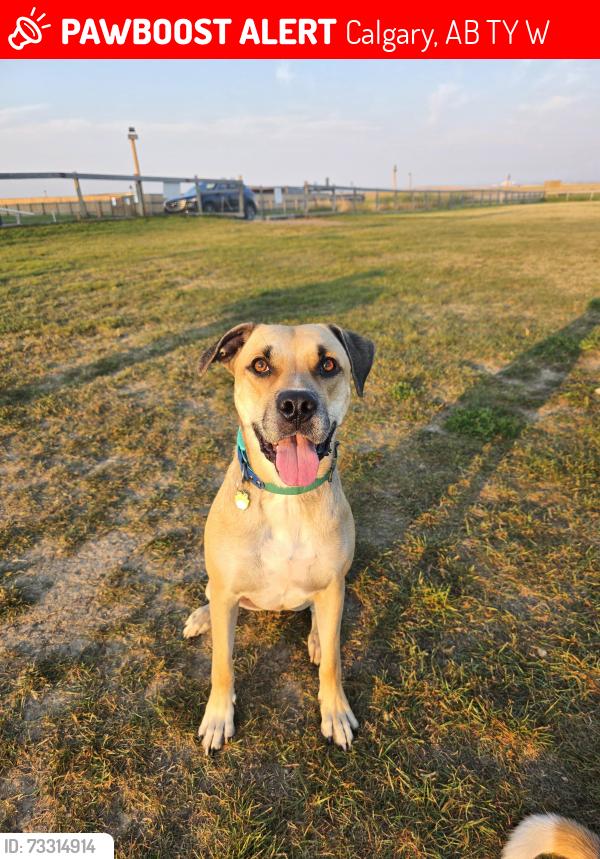 Lost Male Dog last seen Near Shawfield Bay SW (our home backyard), Calgary, AB T2Y 2W4