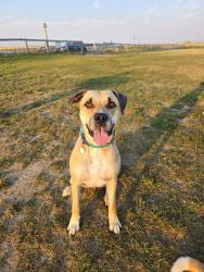 Lost Male Dog last seen Near Shawfield Bay SW (our home backyard), Calgary, AB T2Y 2W4