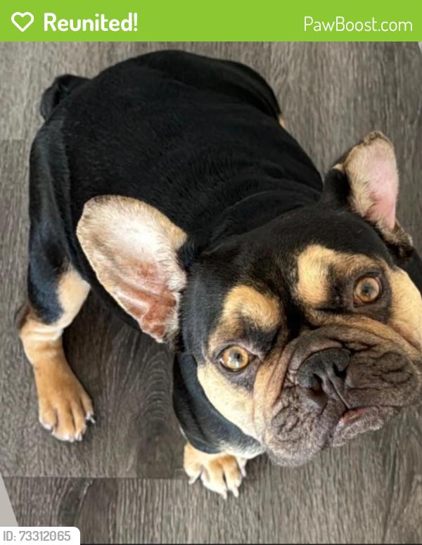 Reunited Female Dog last seen Near N Willow Ave, Compton, CA 90221, USA, Compton, CA 90221