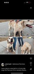 Lost Female Dog last seen Citrus St & Hillside dr, Covina, CA 91723