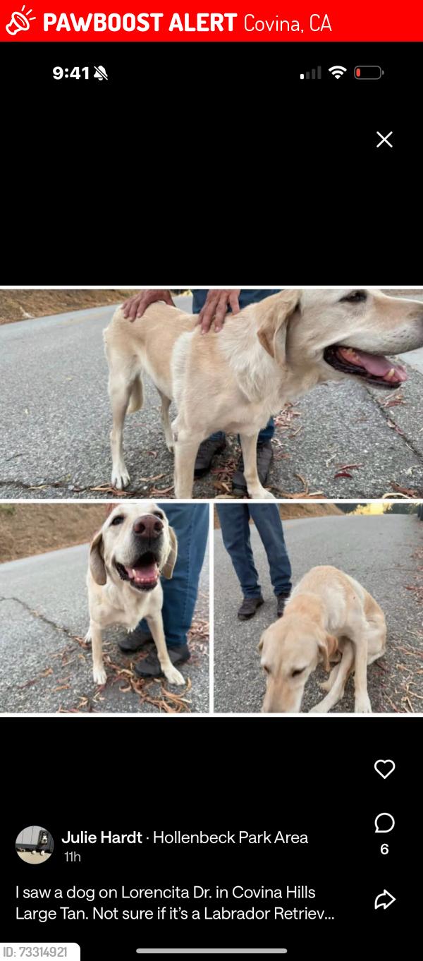 Lost Female Dog last seen Citrus St & Hillside dr, Covina, CA 91723