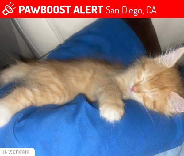 Lost Male Cat last seen Palm Ave, San Diego, CA 92154