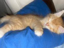 Lost Male Cat last seen Palm Ave, San Diego, CA 92154