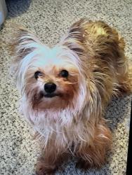 Lost Female Dog last seen 3936-3958 S 2700 W, West Valley City, UT 84119