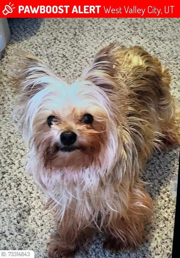 Lost Female Dog last seen 3936-3958 S 2700 W, West Valley City, UT 84119