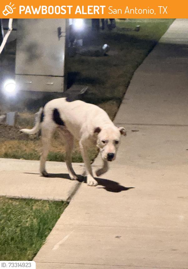 Found/Stray Male Dog last seen Cooper Row, San Antonio, TX 78212