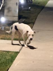 Found/Stray Male Dog last seen Cooper Row, San Antonio, TX 78212