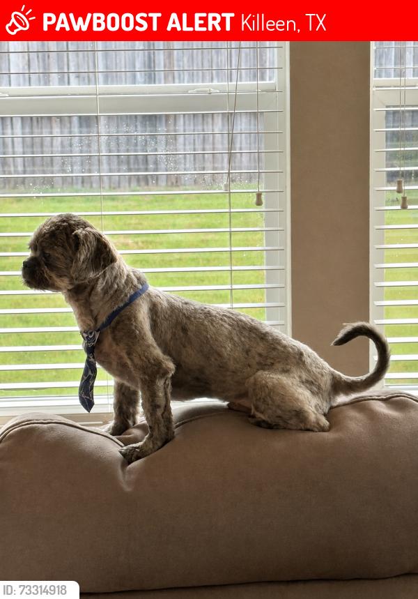 Lost Male Dog last seen Stagecoach and the YMCA, Killeen, TX 76548