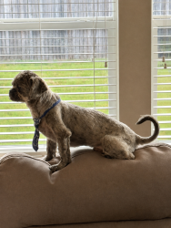 Lost Male Dog last seen Stagecoach and the YMCA, Killeen, TX 76548