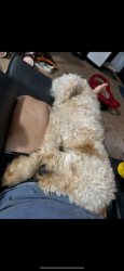 Lost Male Dog last seen La Quinta golf course, Tulsa, OK 74105
