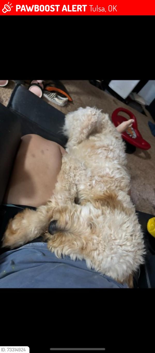 Lost Male Dog last seen La Quinta golf course, Tulsa, OK 74105