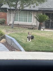 Found/Stray Unknown Dog last seen Millbrook and alluvial, Fresno, CA 93720