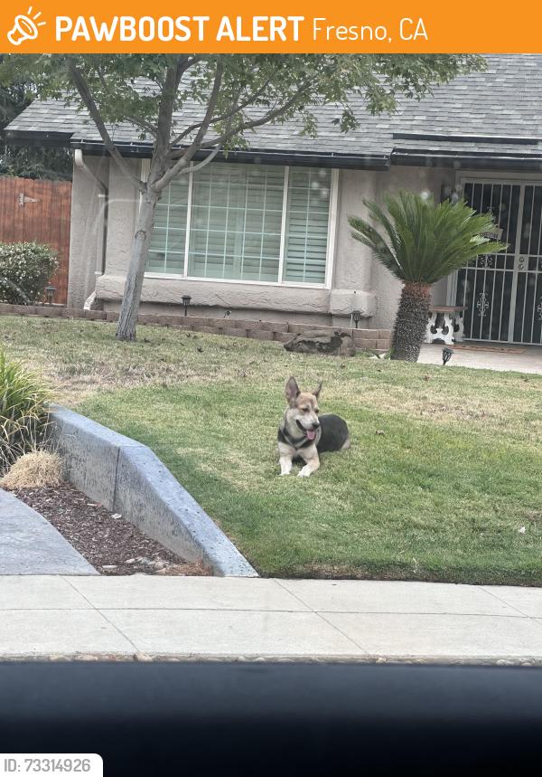 Found/Stray Unknown Dog last seen Millbrook and alluvial, Fresno, CA 93720